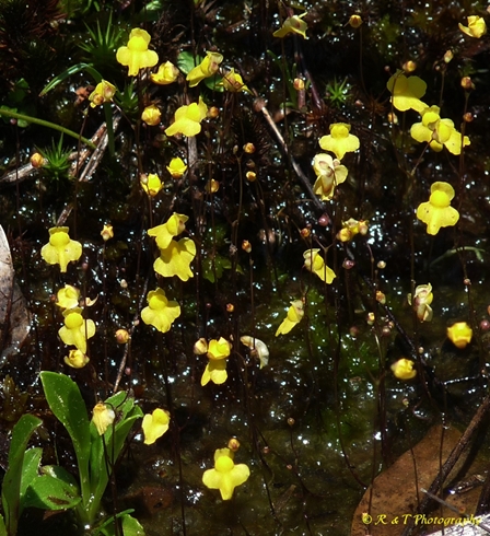 {Utricularia subulata}